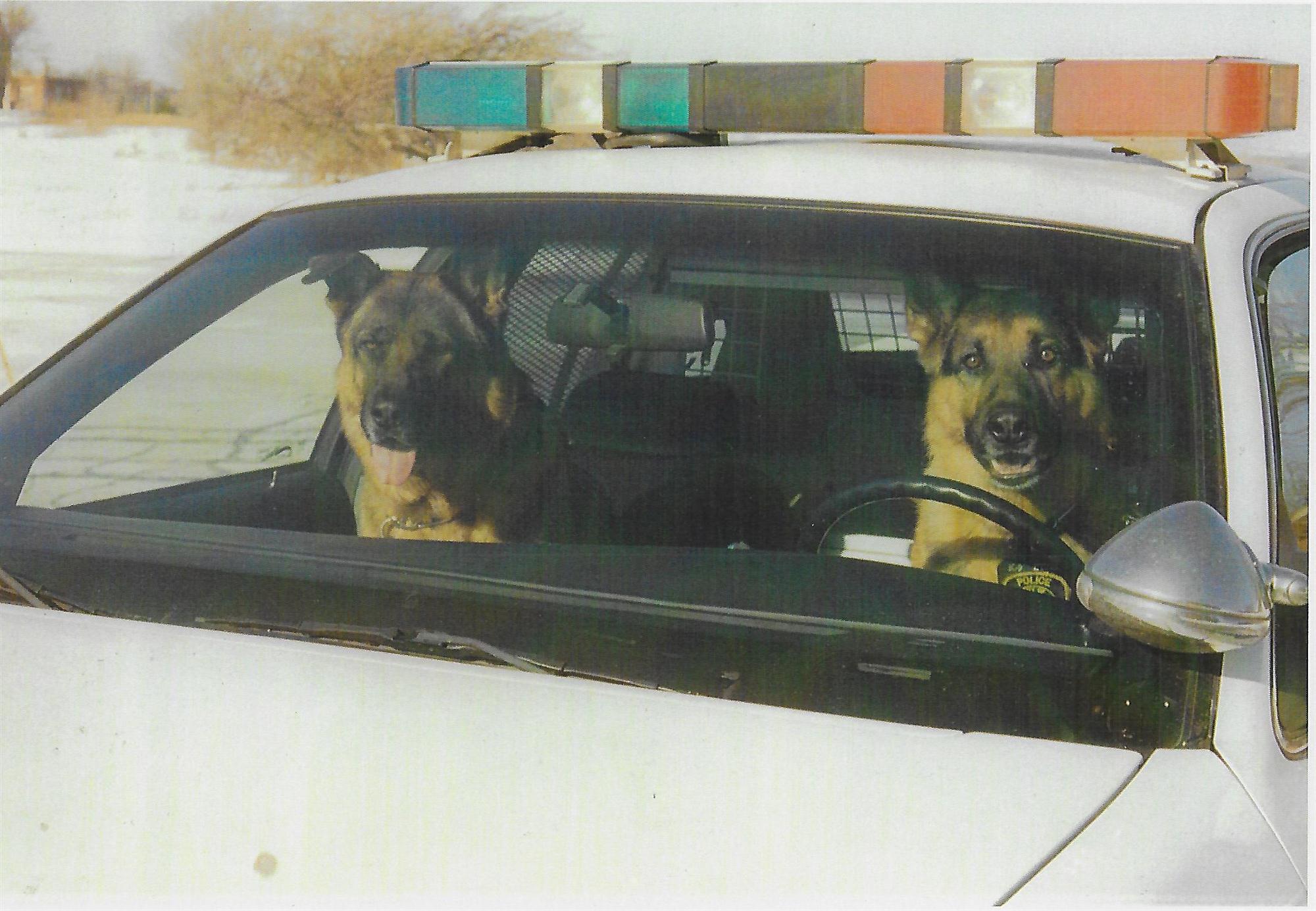 K9 Driving